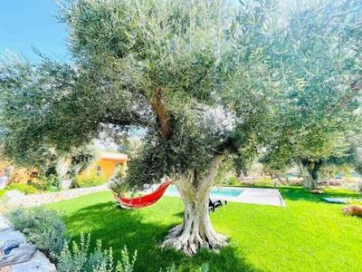 3724 All' Ombra Degli Ulivi by Barbarhouse