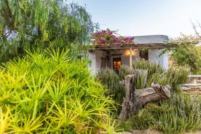 Under the Linden Tree Tinos