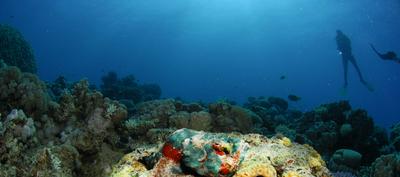 Aqaba Adventure Divers Village