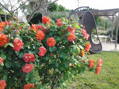 Aux Roses de l'Etang