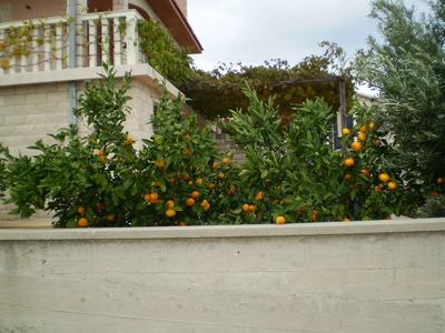 Apartments Feri
