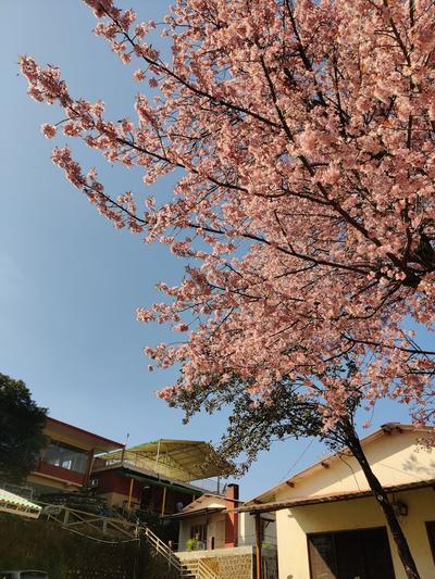 Saiva Hill Resort