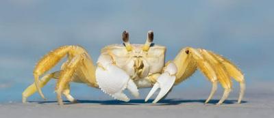 Guaruçá Pousada Apart Hotel