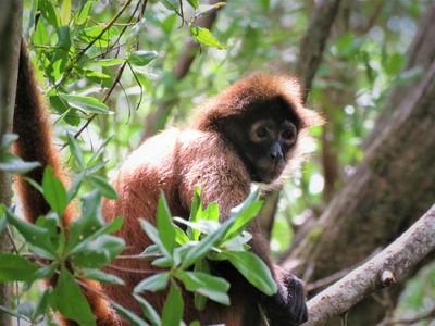 Chosa Manglar Nature Retreat