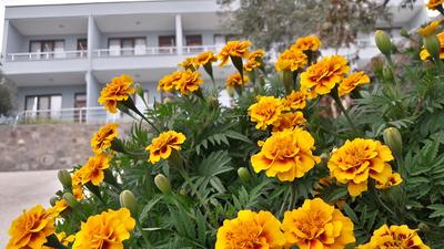 Assos Nazan Motel Restoran Beach