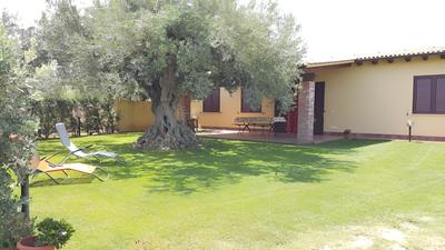 House Surrounded by Olive Trees