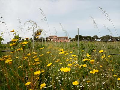 Tenuta Petra Bianca