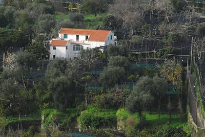 Old Farmhouse Set In A Citrus Grove