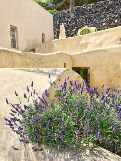 The Palm Tree Residence