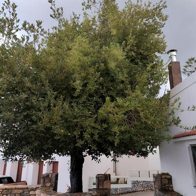 Laurel LK Houses in Kritinia Rhodes