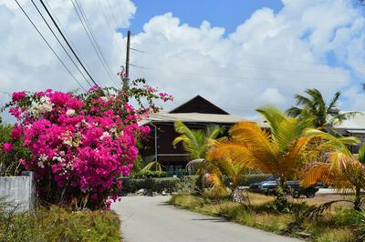 Green Garden Apartment