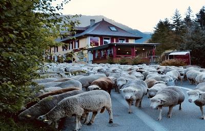 Ô Caprice du Guiers