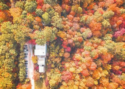 Treetop Retreat