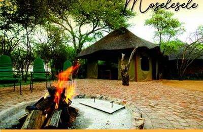 Sondela Nature Reserve & Spa Moselesele Tent Camp