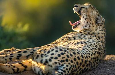 Tswalu Kalahari Reserve
