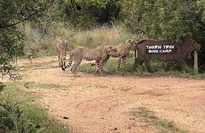 Thorn Tree Bush Camp - Tented camps and cabins