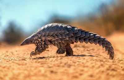 Working with Wildlife