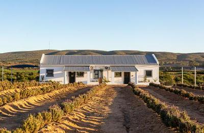 Karoo Lavender