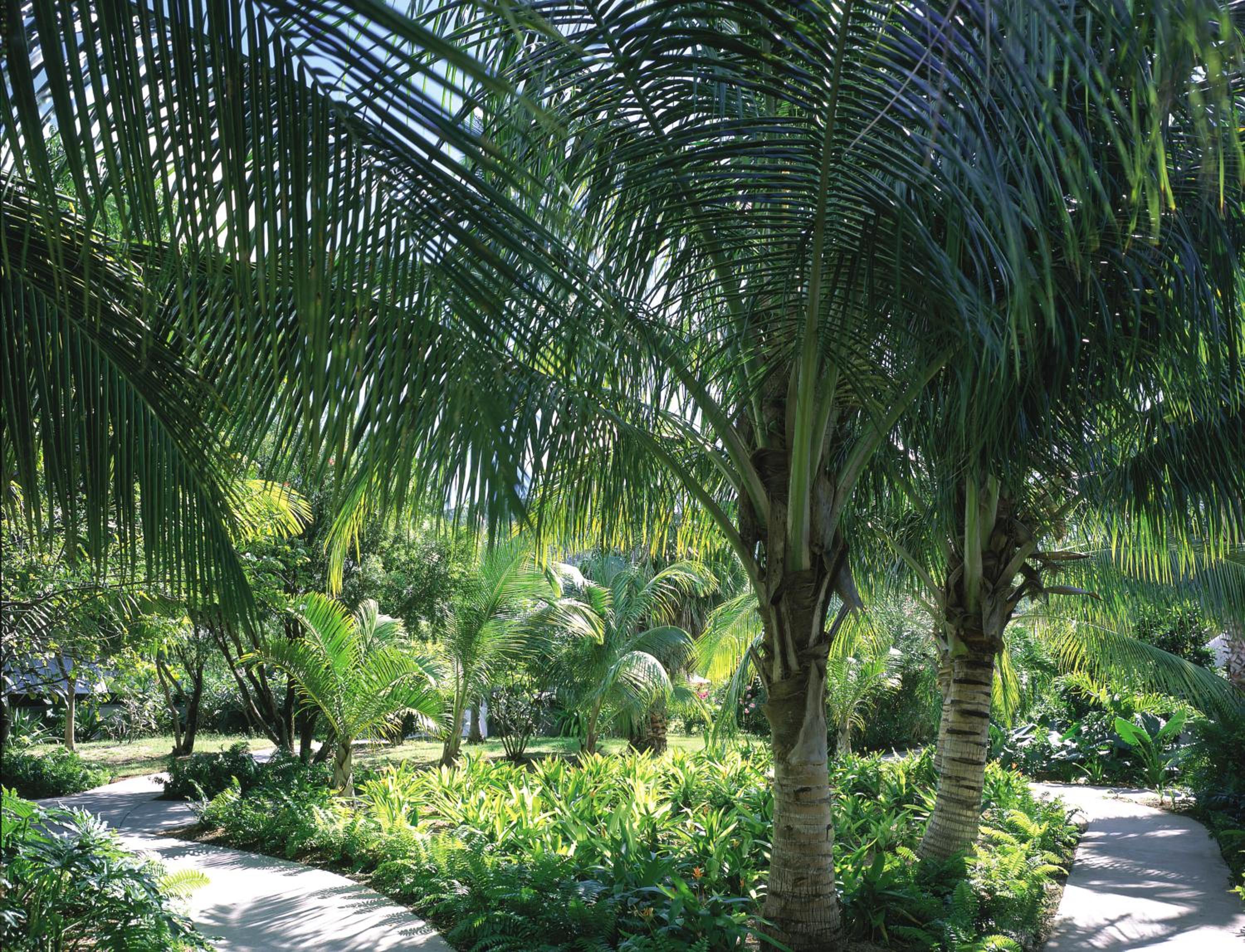 Garden Suite photo 3