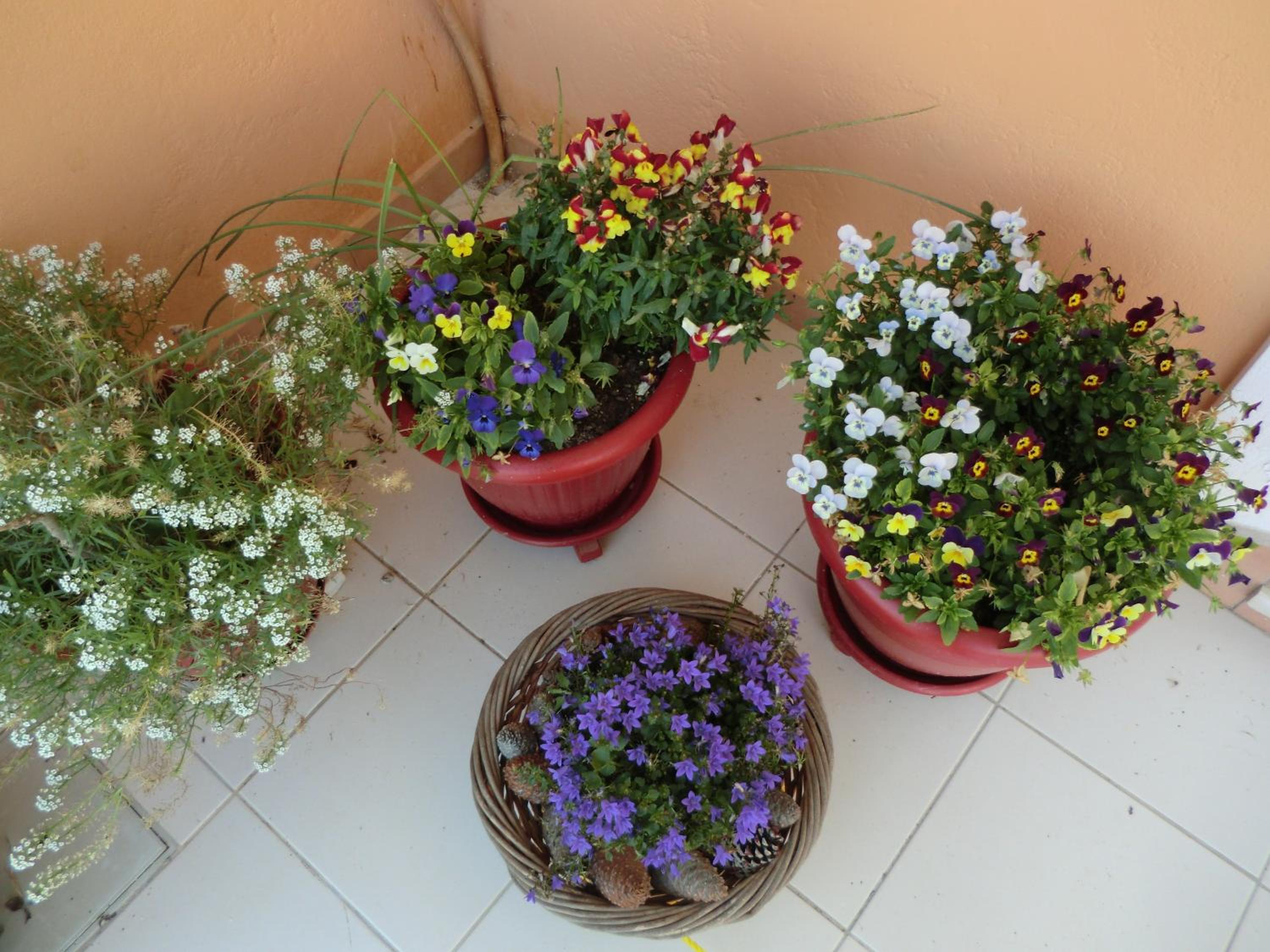 Apartment - Ground Floor photo 3