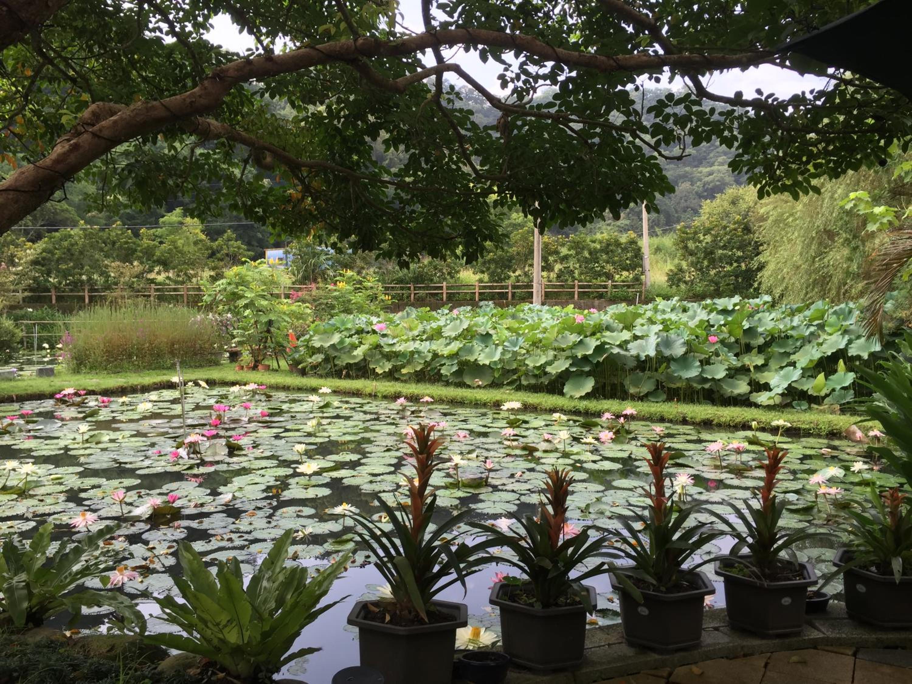 Quadruple Room with Garden View photo 2