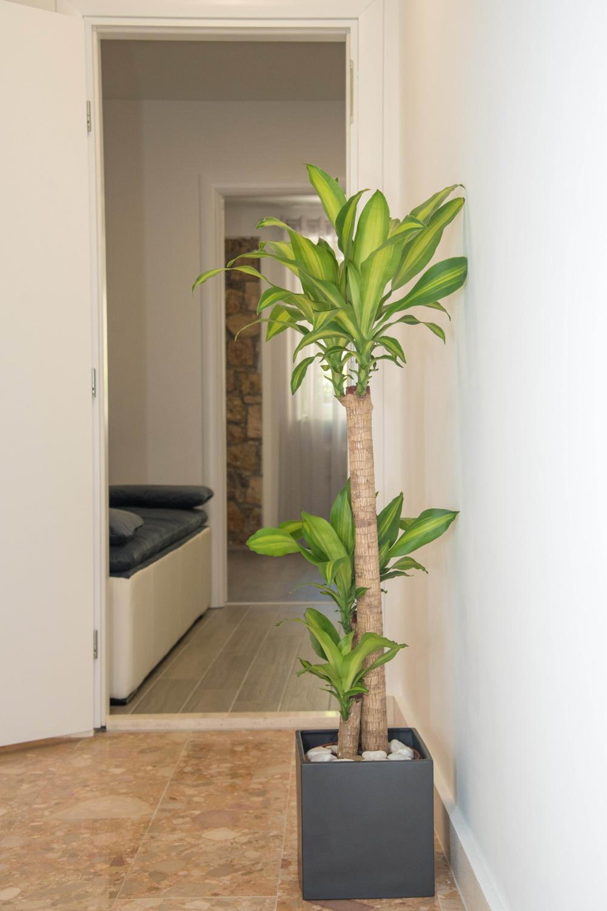 Superior Apartment photo 1