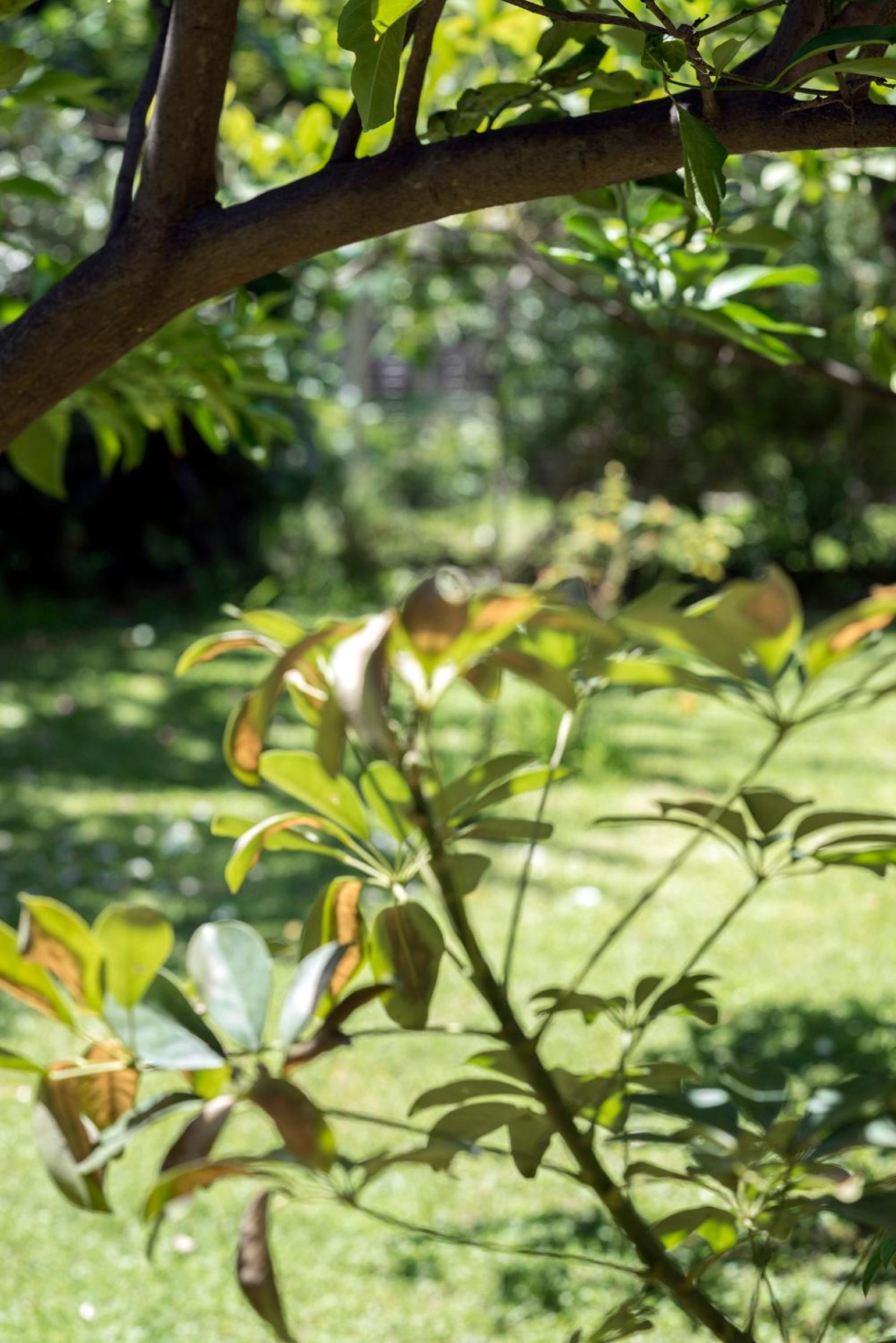 Apartment with Private Garden photo 2
