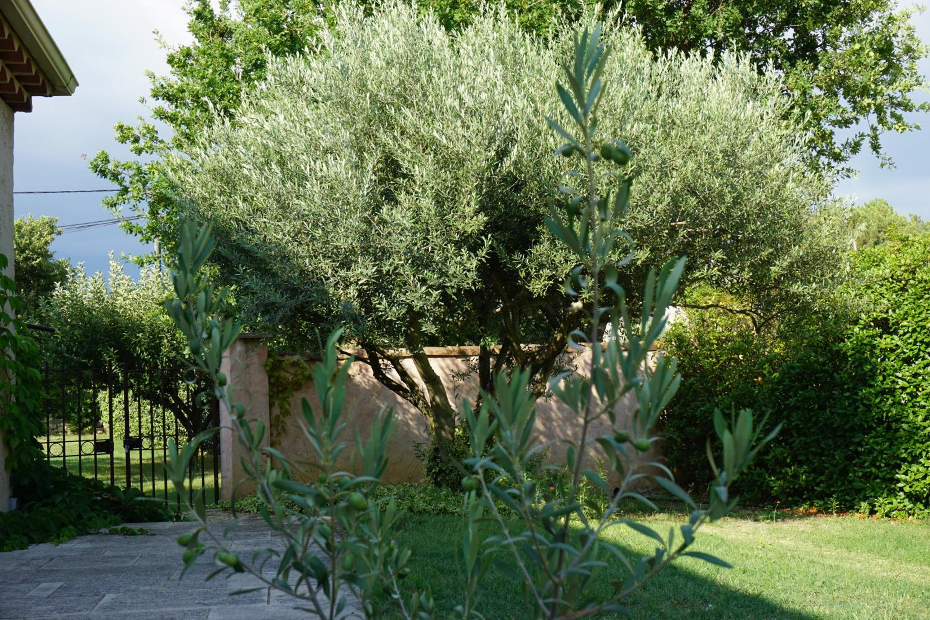 Studio with Garden View photo 3