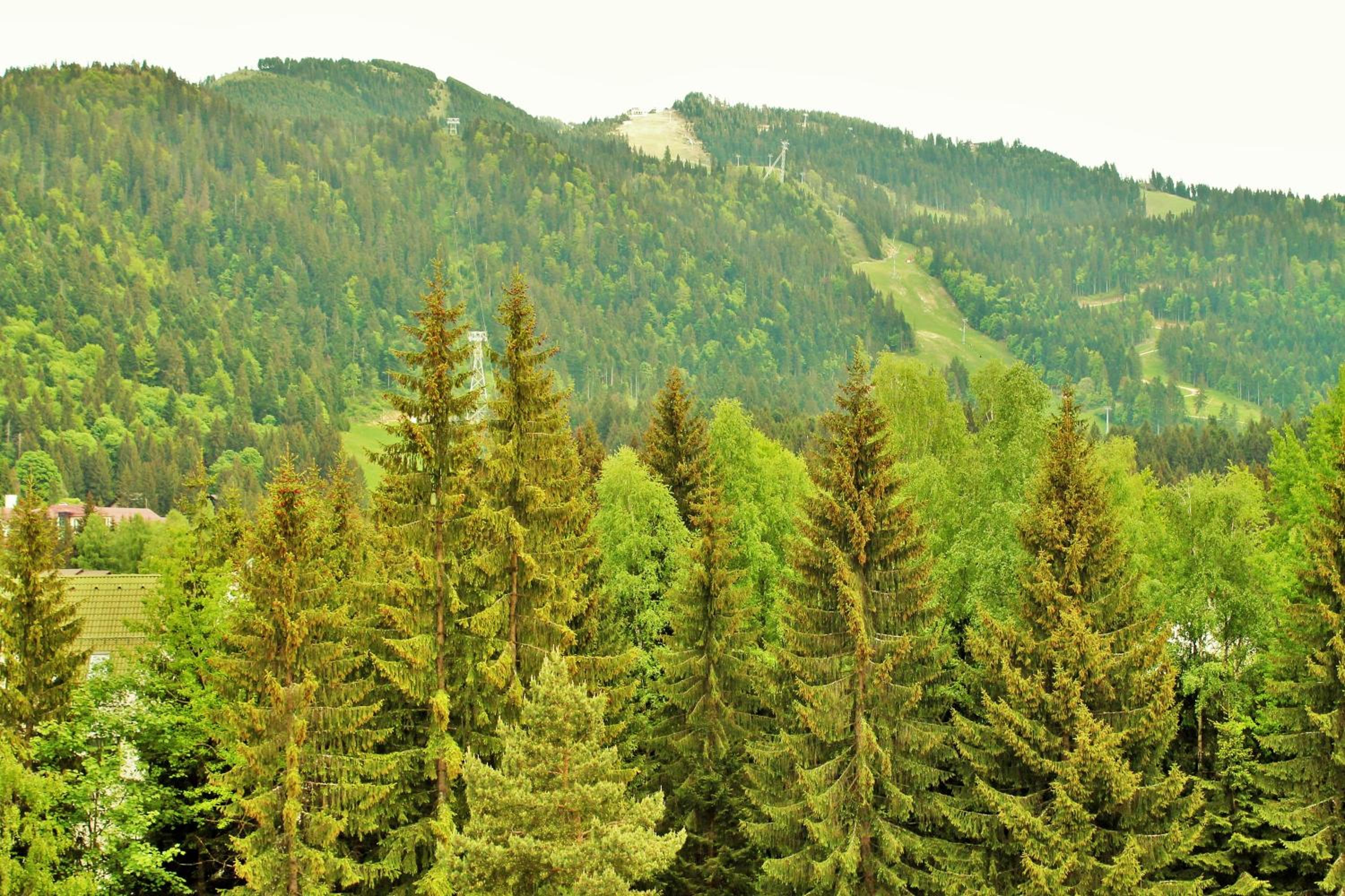 Junior Suite with Mountain View photo 3