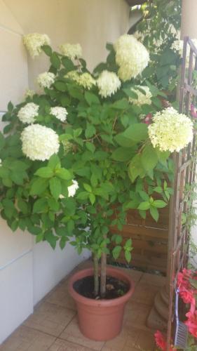 Triple Room with Garden View photo 1