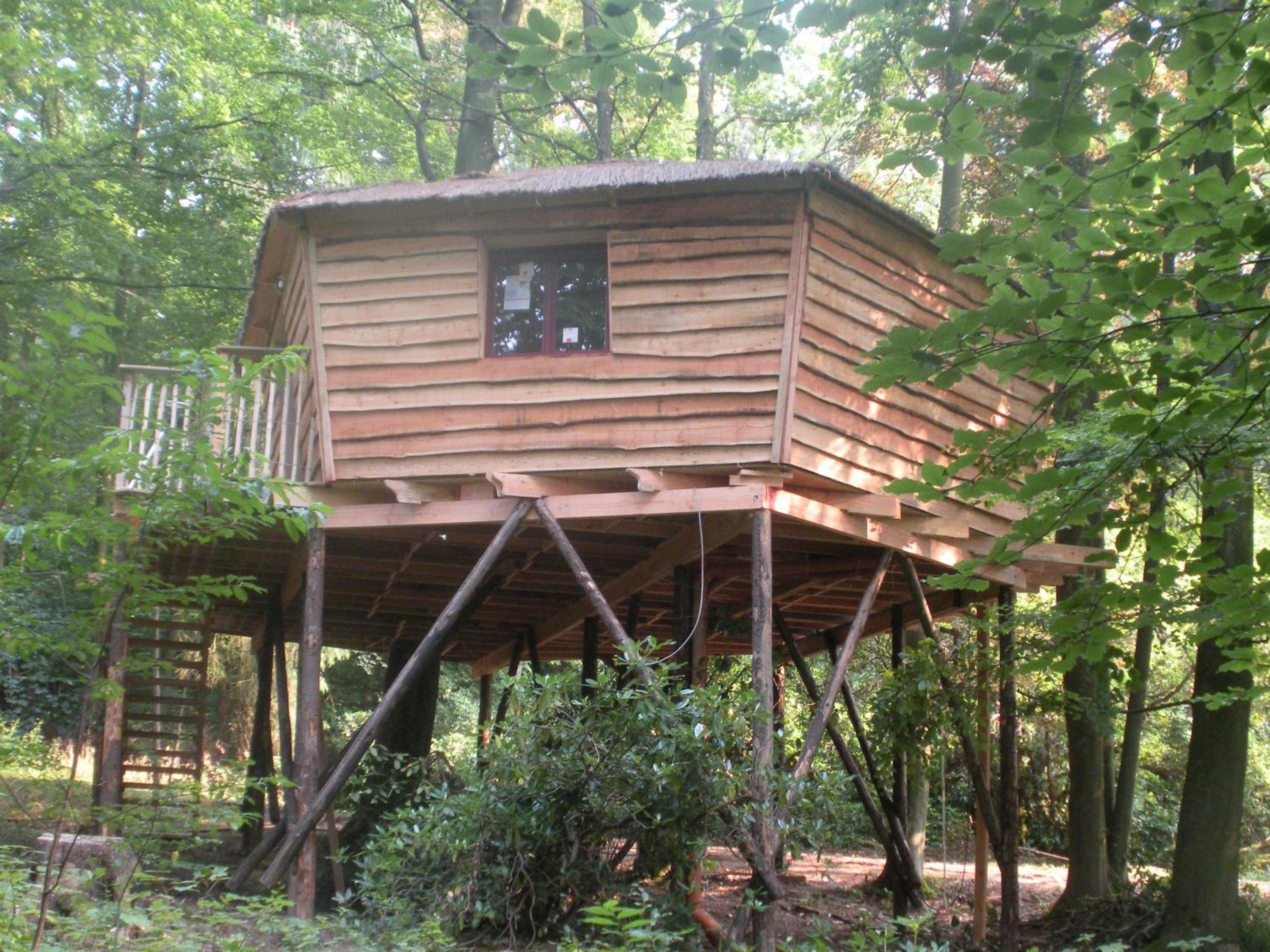 Tree House photo 3