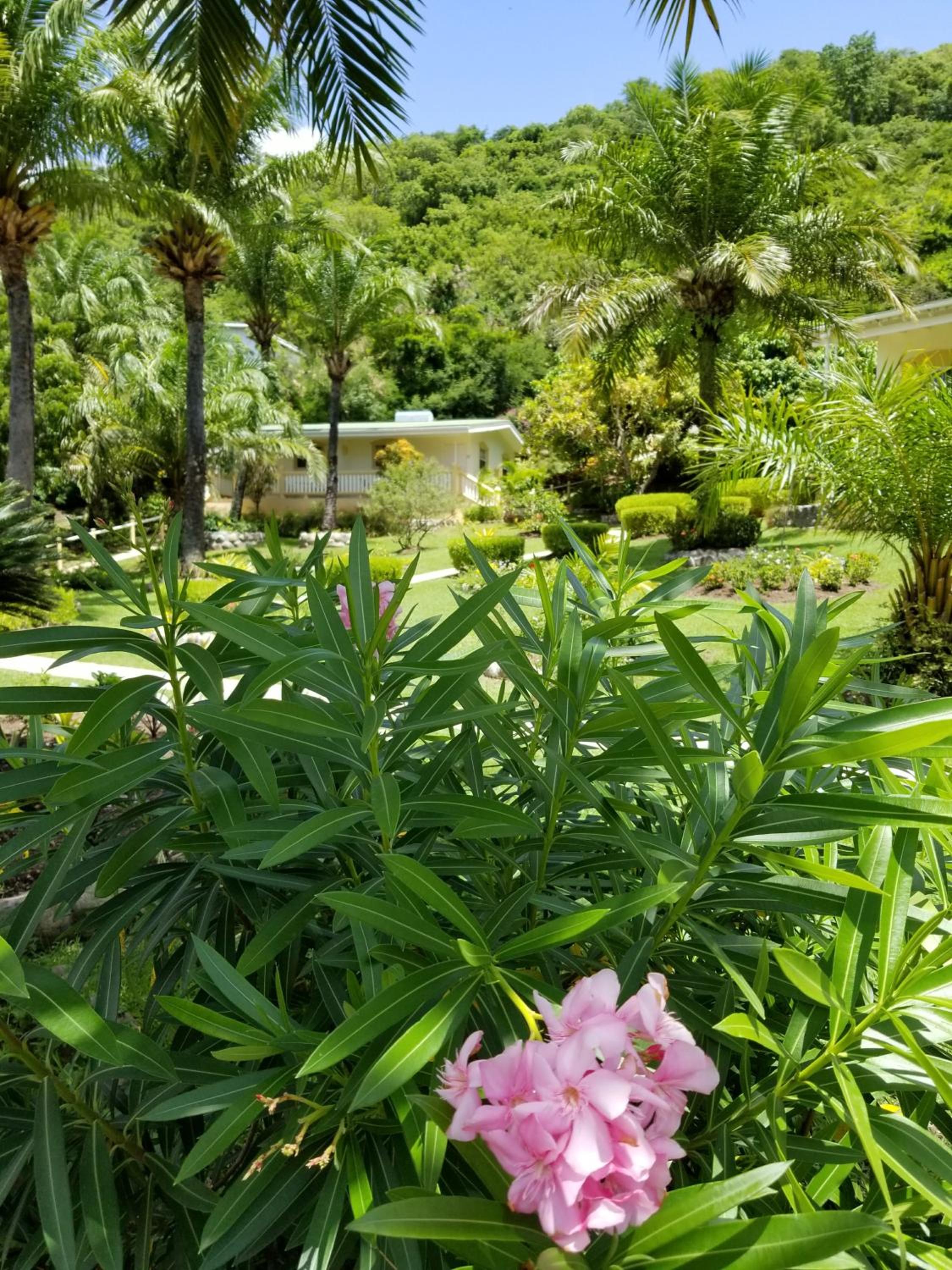 Superior Studio Garden View photo 2