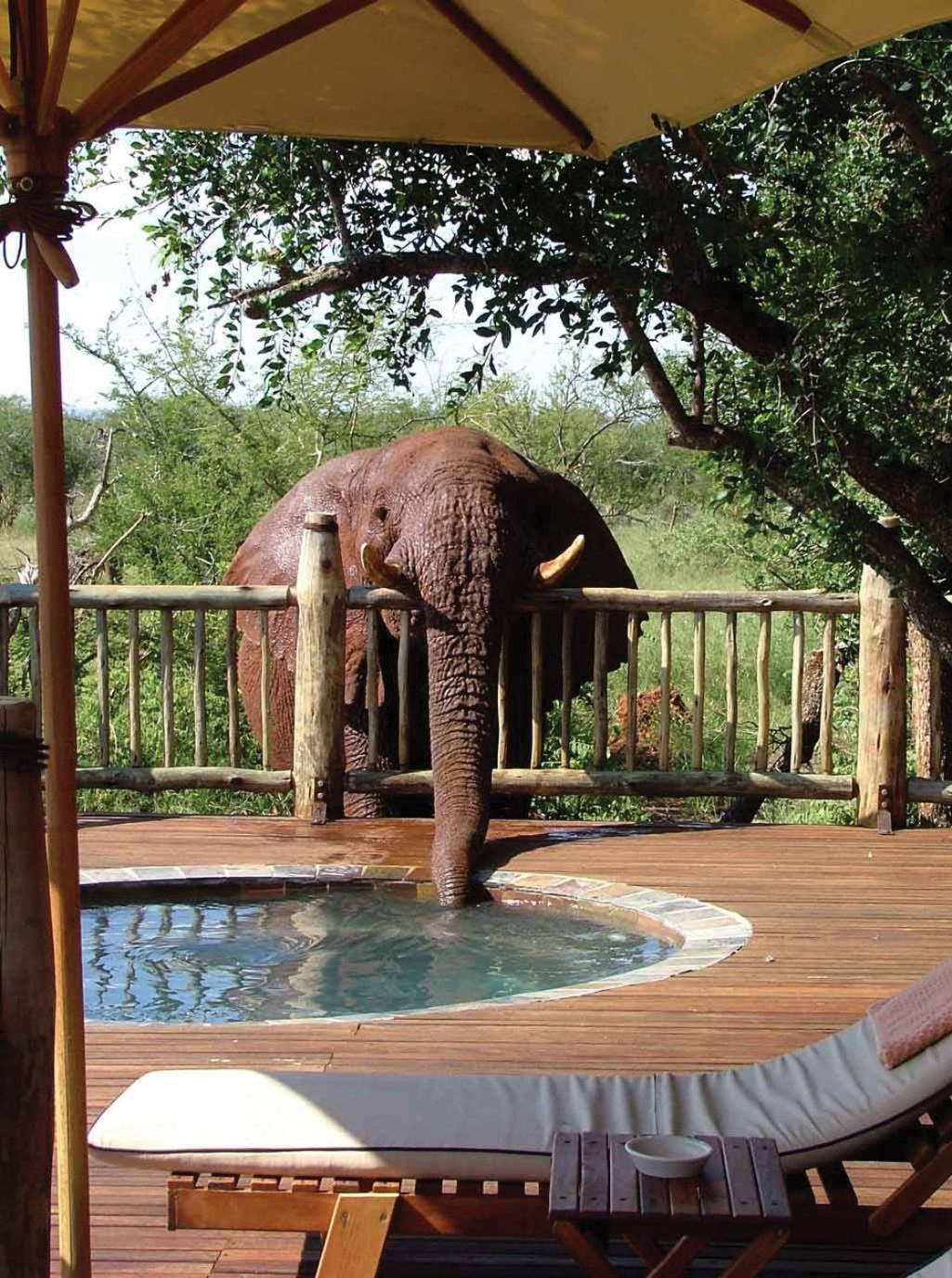 Suite with Private Pool photo 2