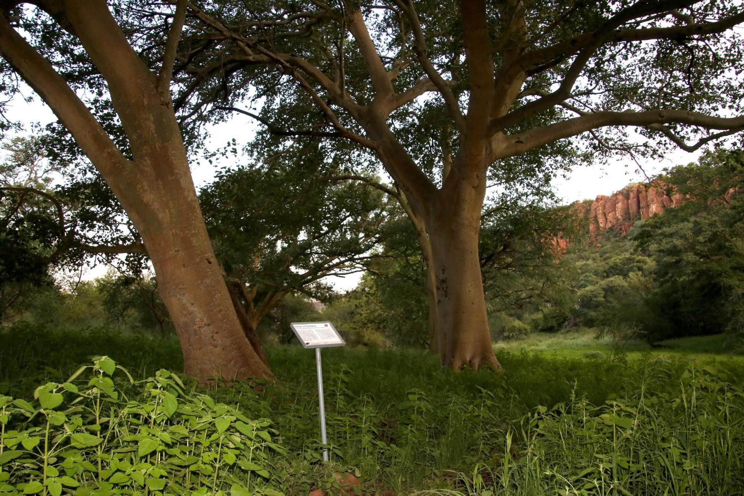Large Double Room - Waterberg Wilderness Lodge photo 2