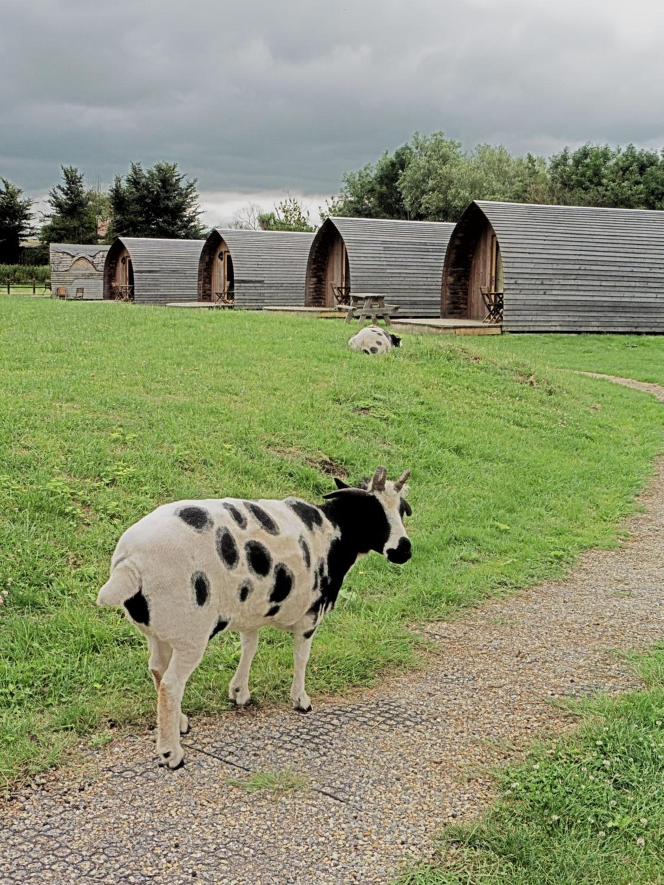 Glamping Pod 4 People - Pet Friendly photo 3