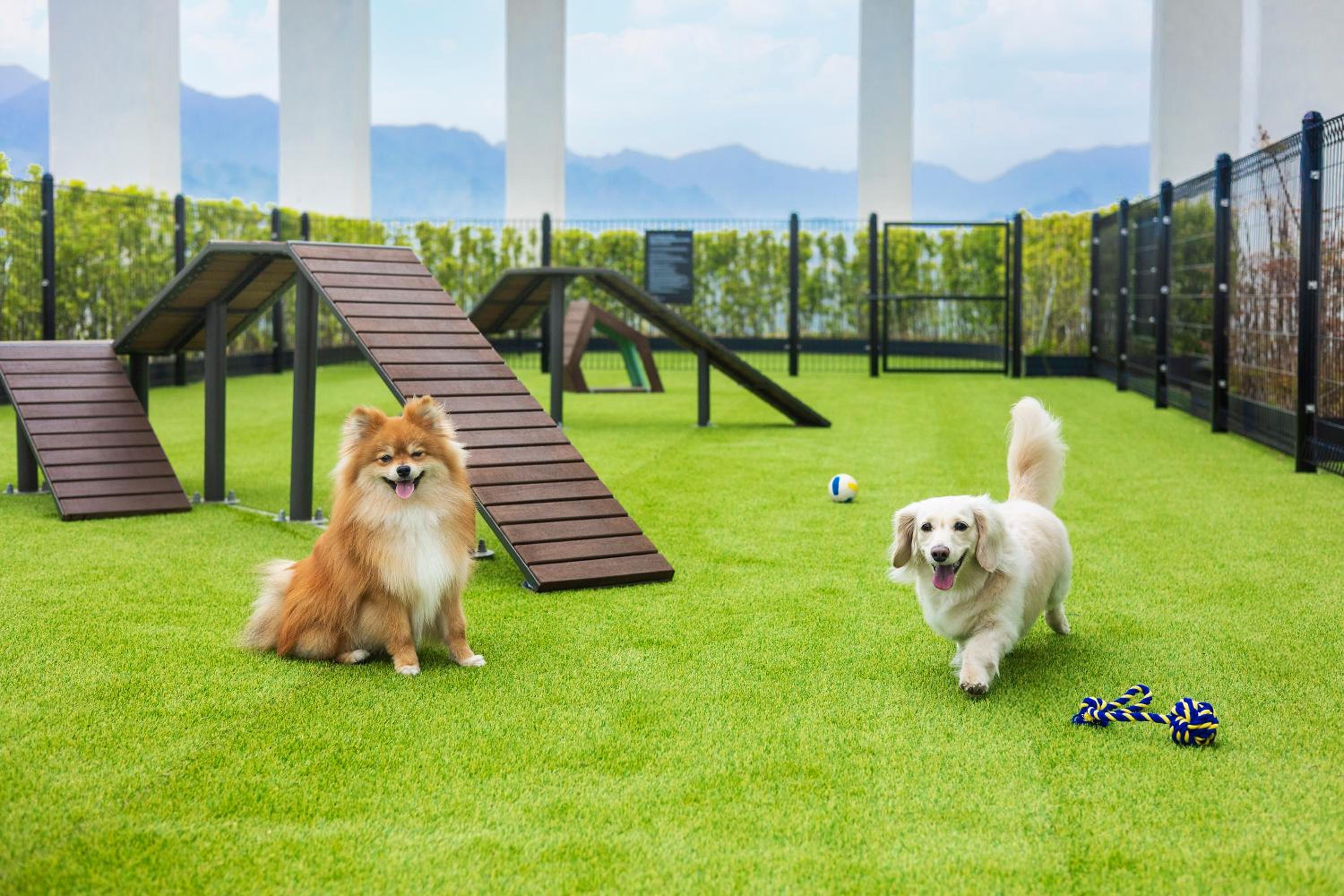 Superior Twin – Pet Friendly