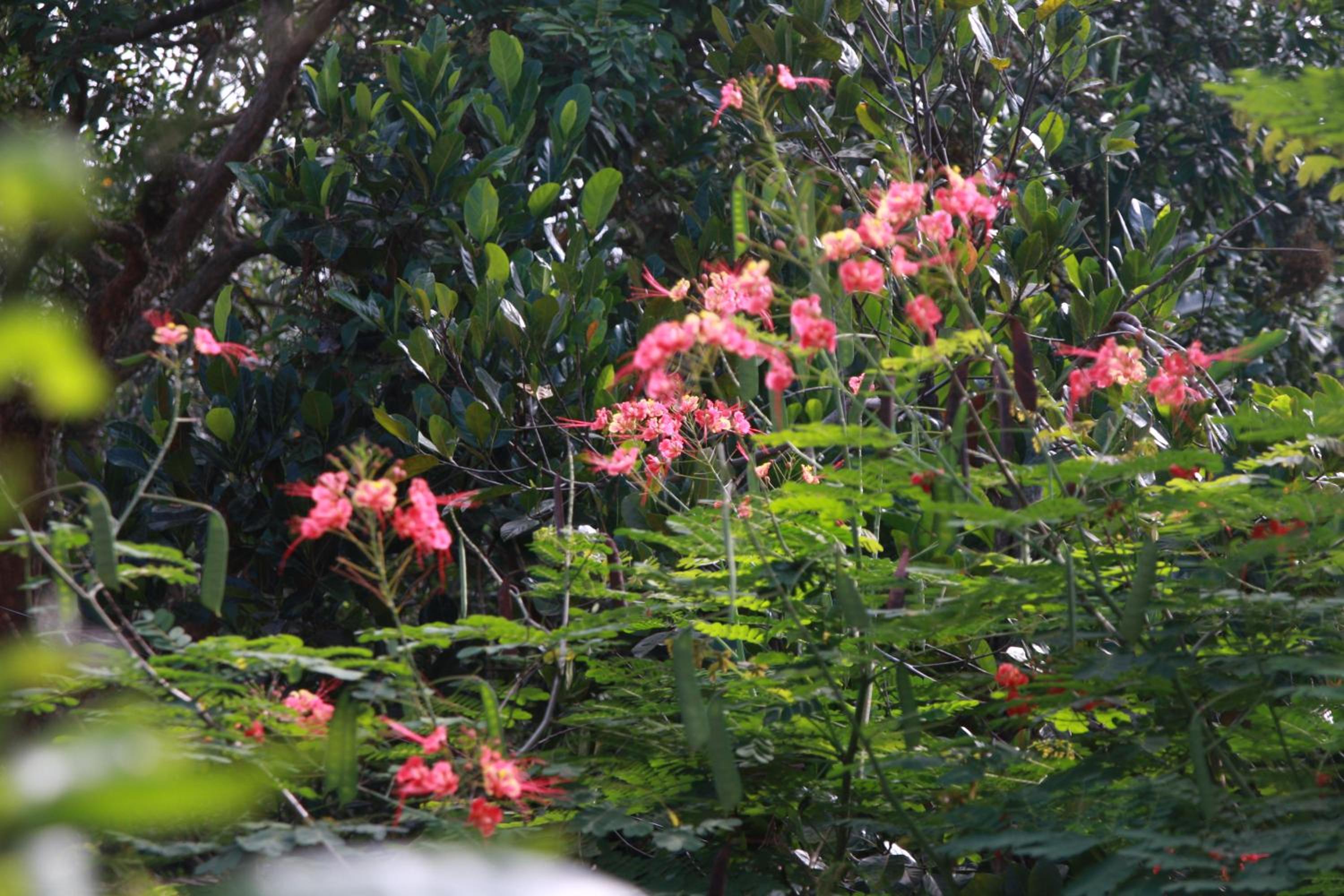 Bungalow with Garden View photo 2