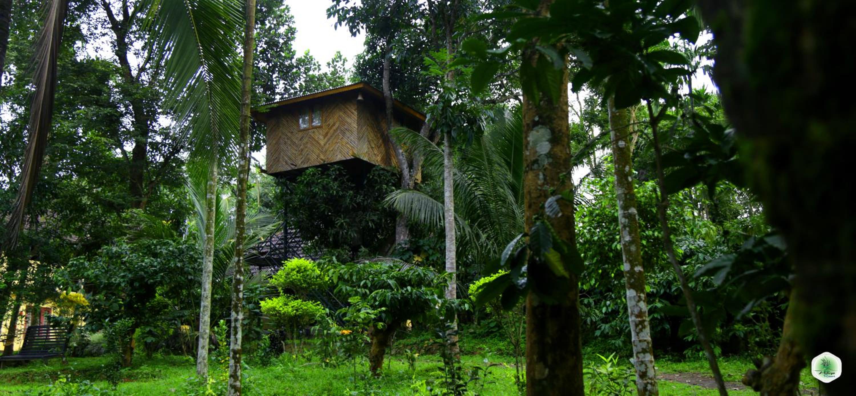 Tree House photo 2