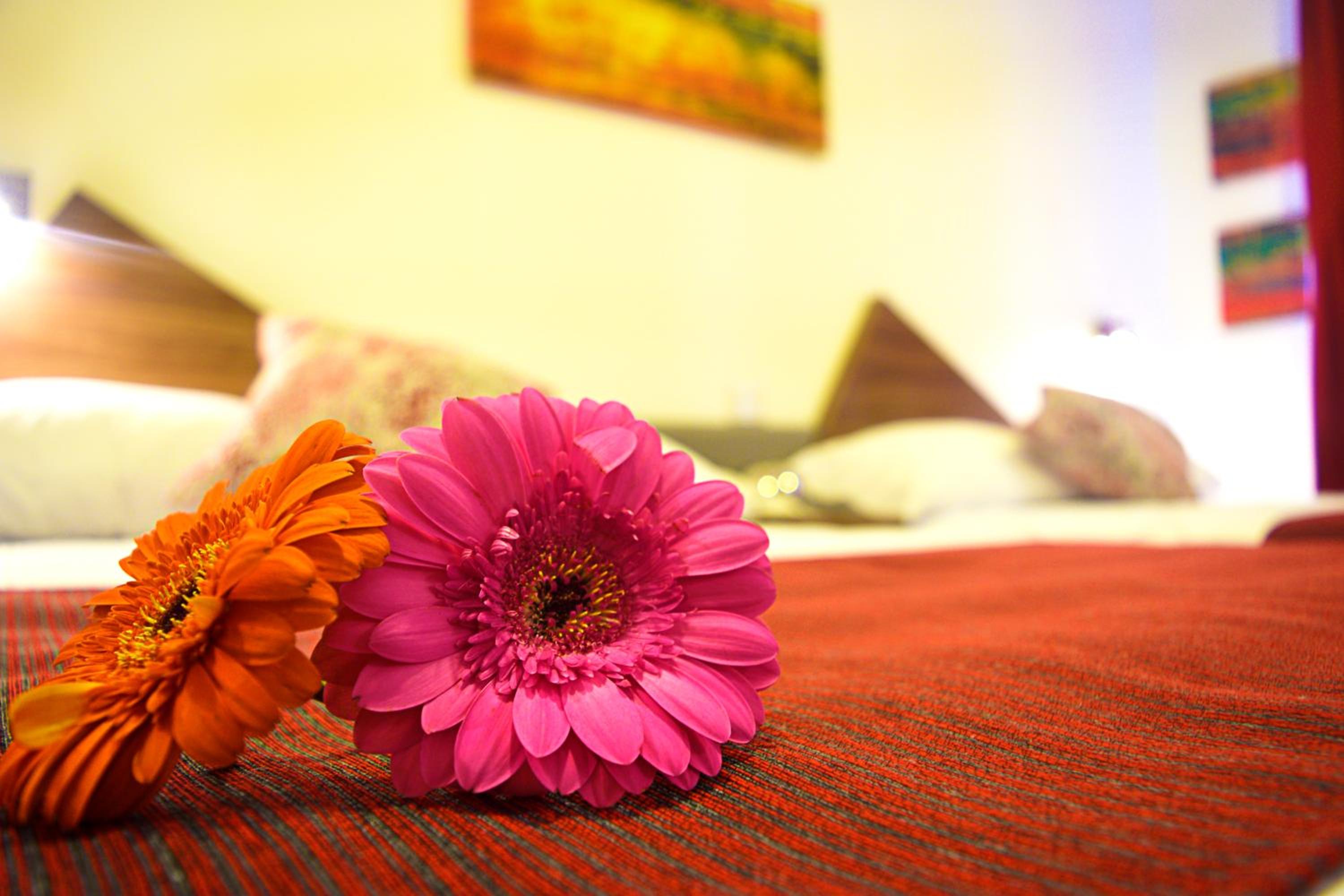 Standard Double Room with Two Double Beds