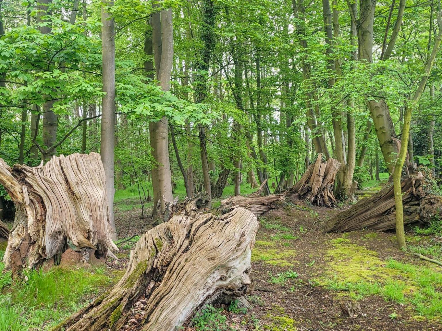 Hay's Wood Retreat - Feriehus, Billede 18