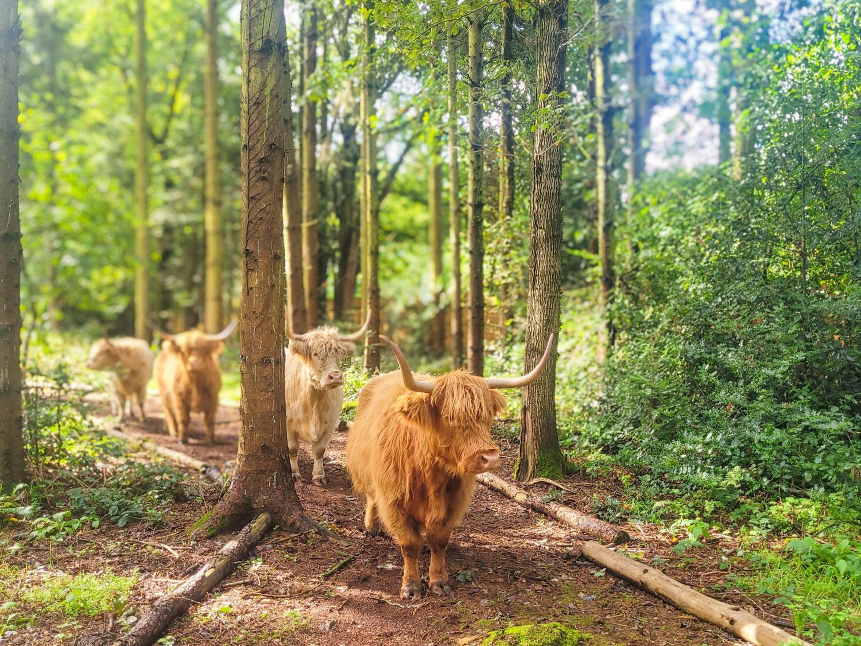Hay's Wood Retreat - Feriehus, Billede 19