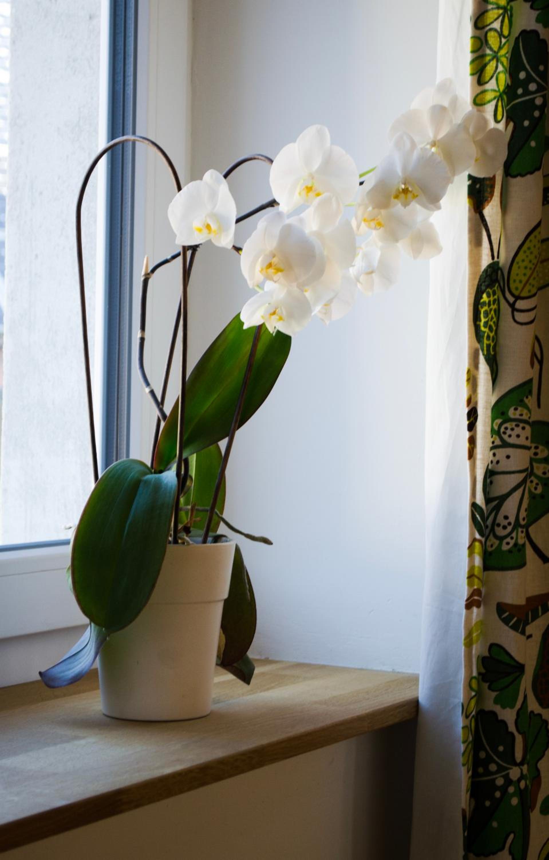 Studio Apartment photo 3