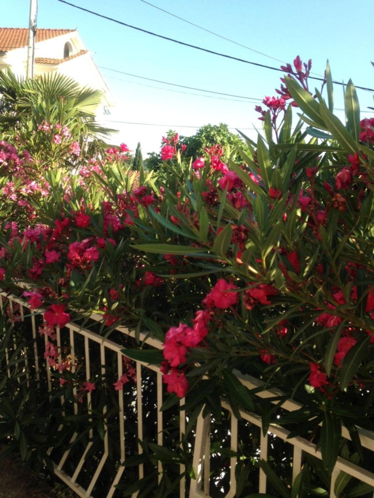 Apartment with Terrace photo 3