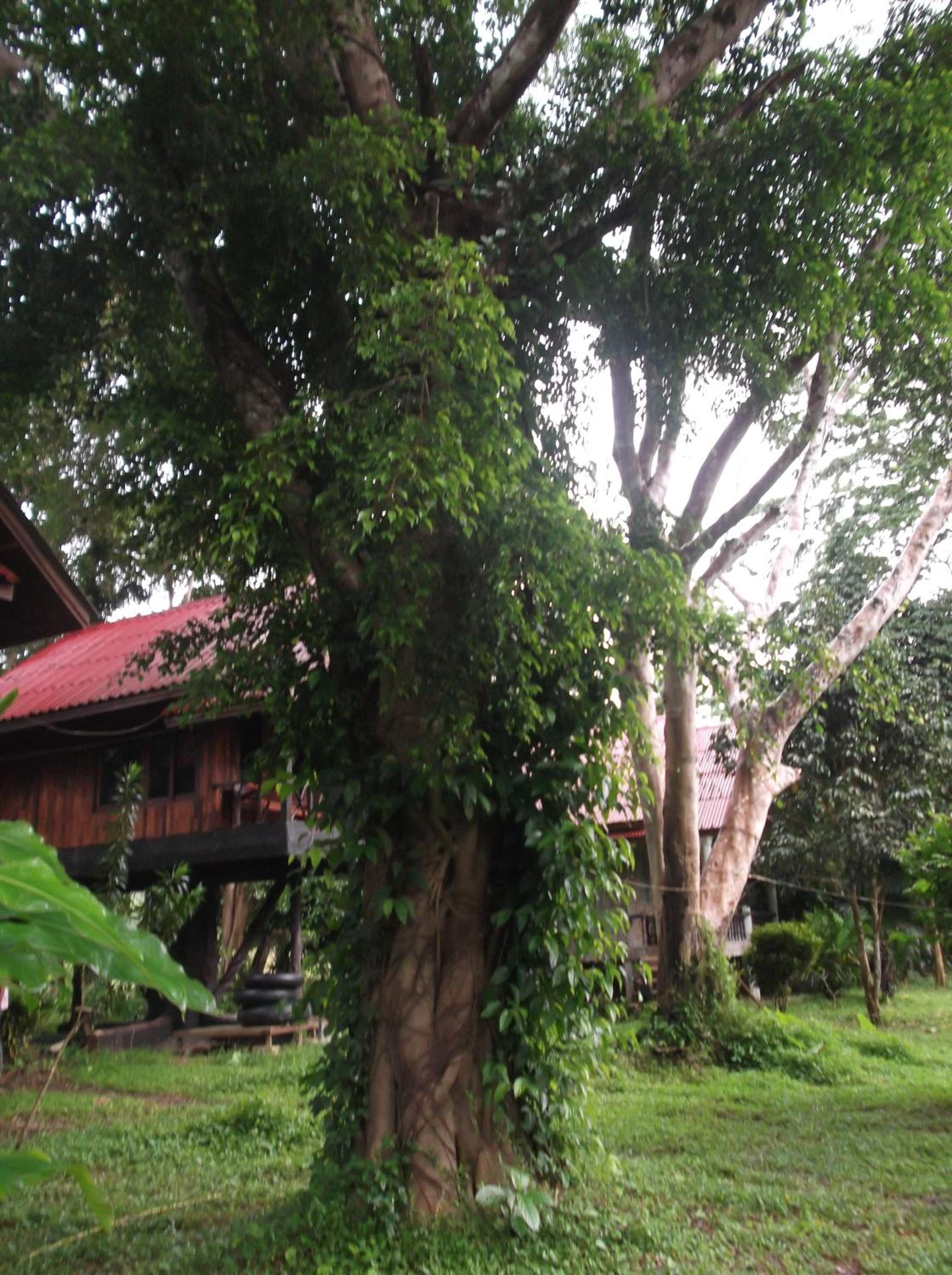 Standard Bungalow with Garden View photo 2