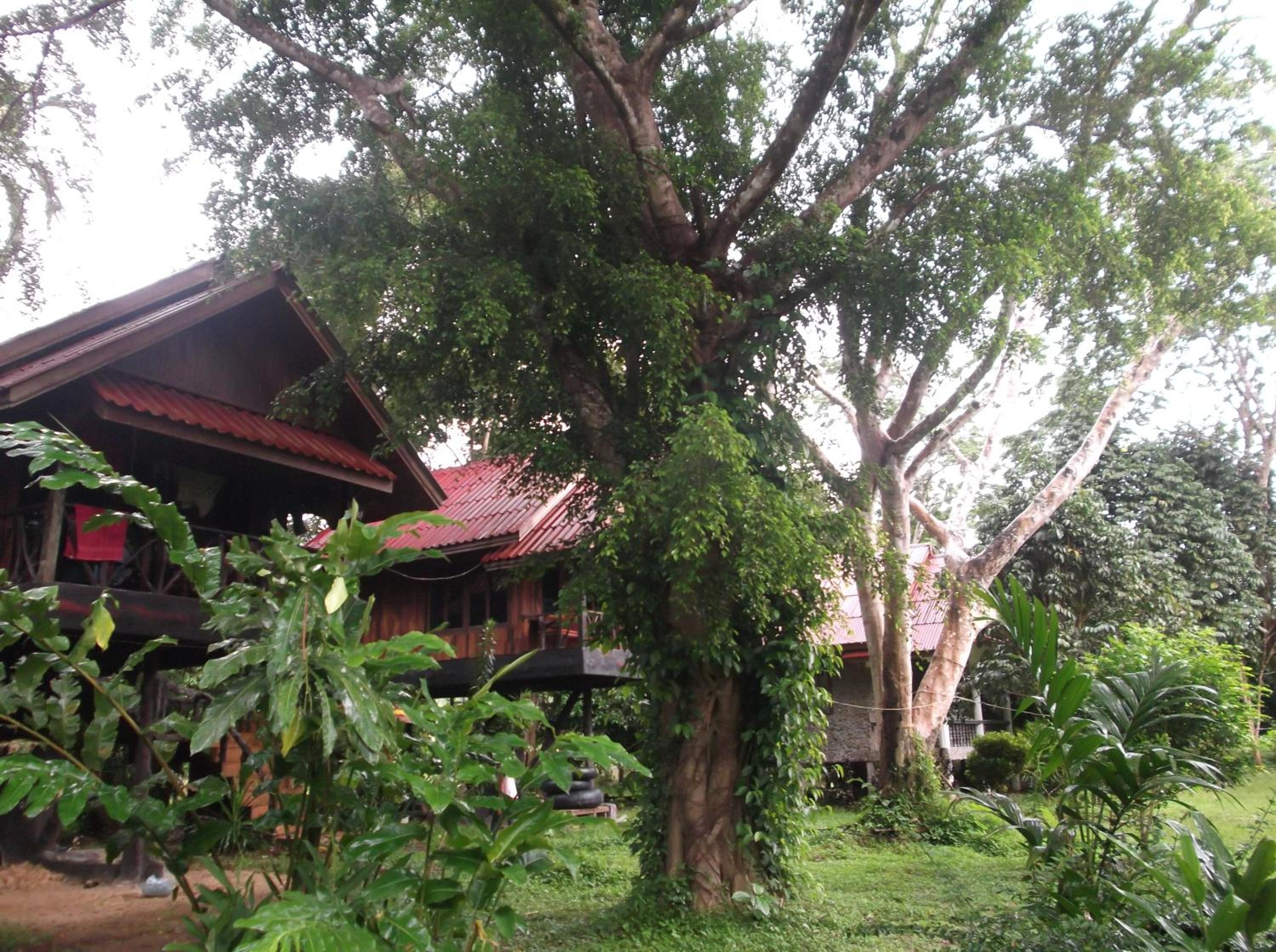 Standard Bungalow with Garden View photo 3