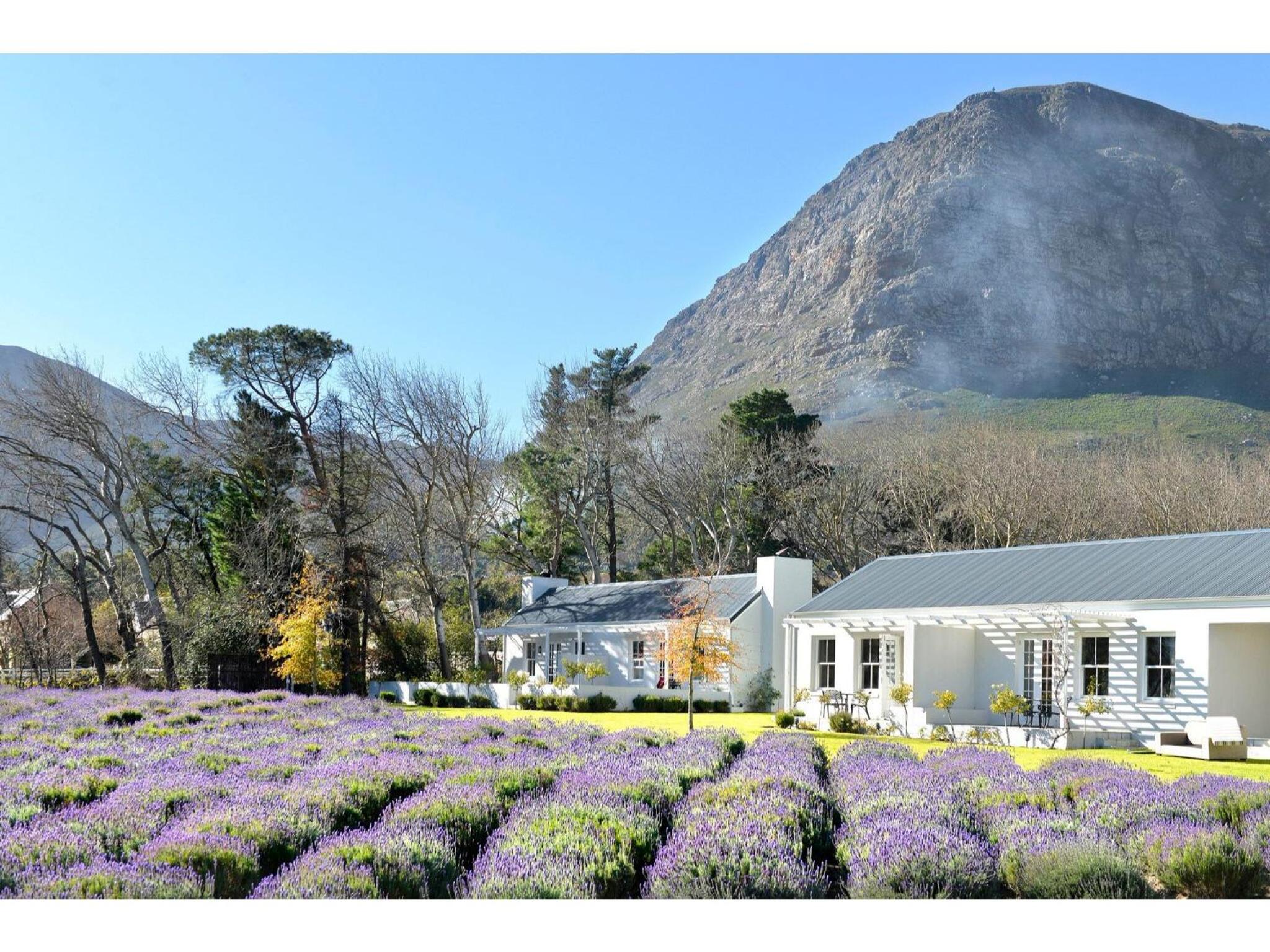 Luxury Suite with Lavender View photo 3