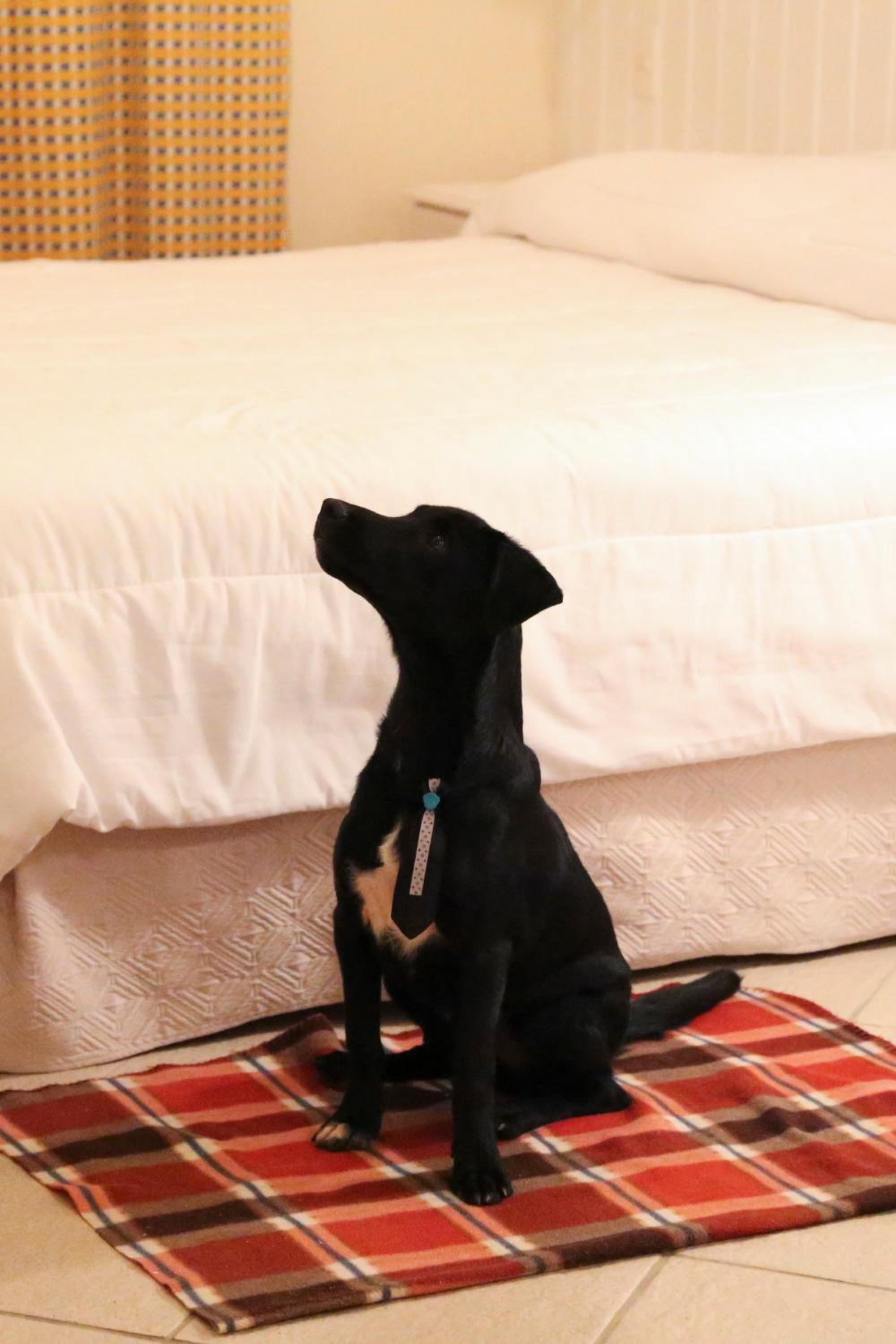 Standard Twin Room photo 3