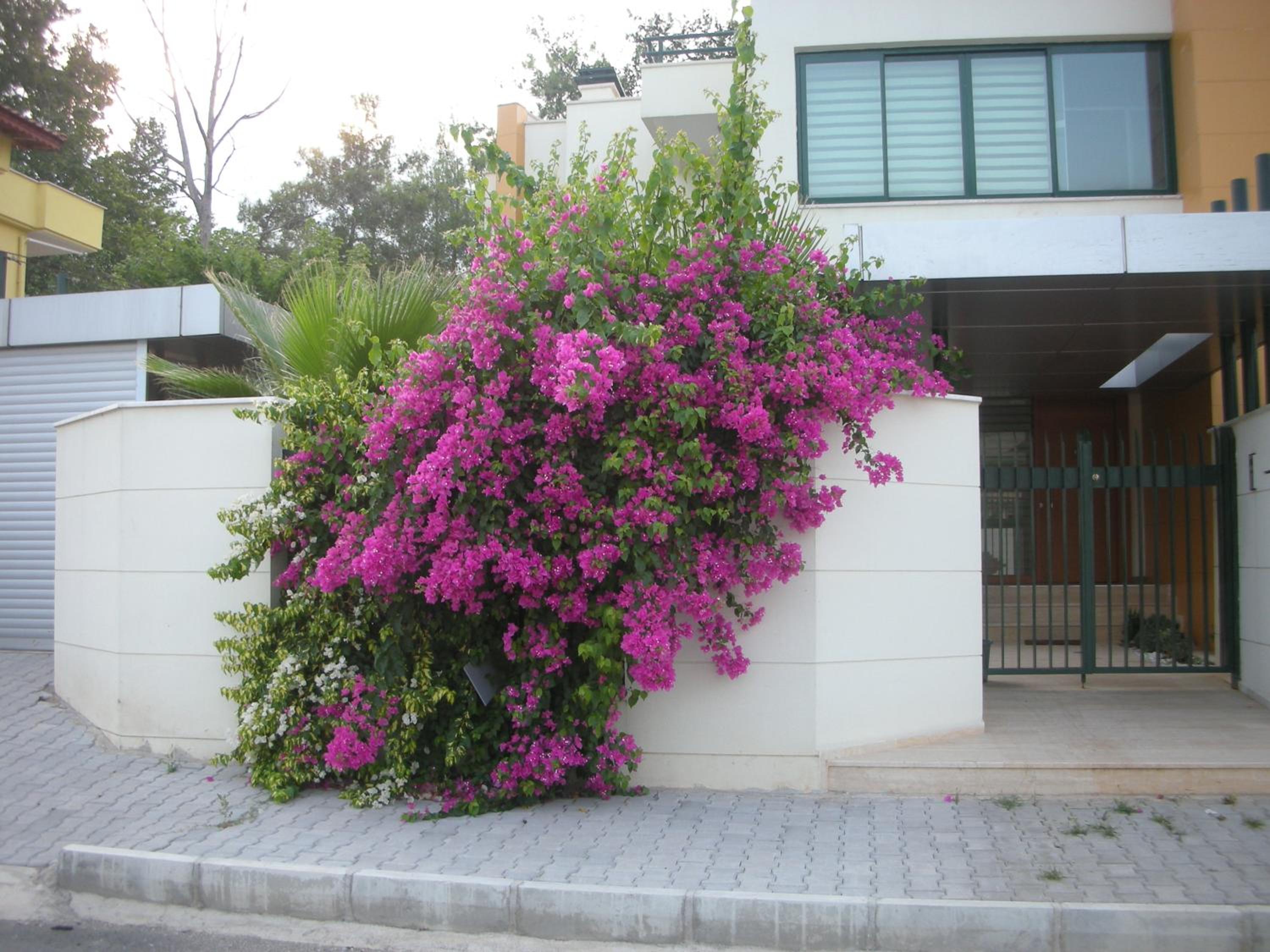 Villa - Photo 2