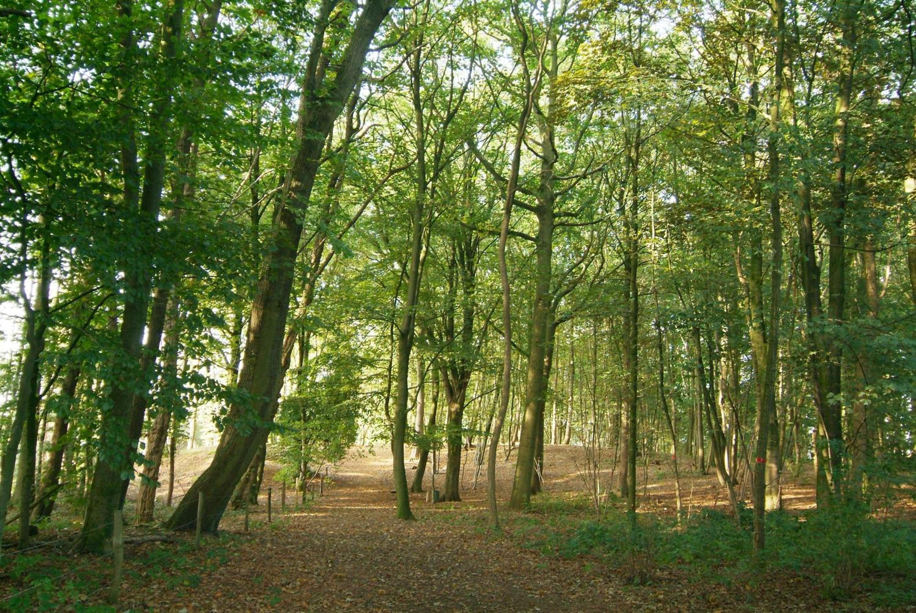 Classic Twin Room with Forest View photo 2