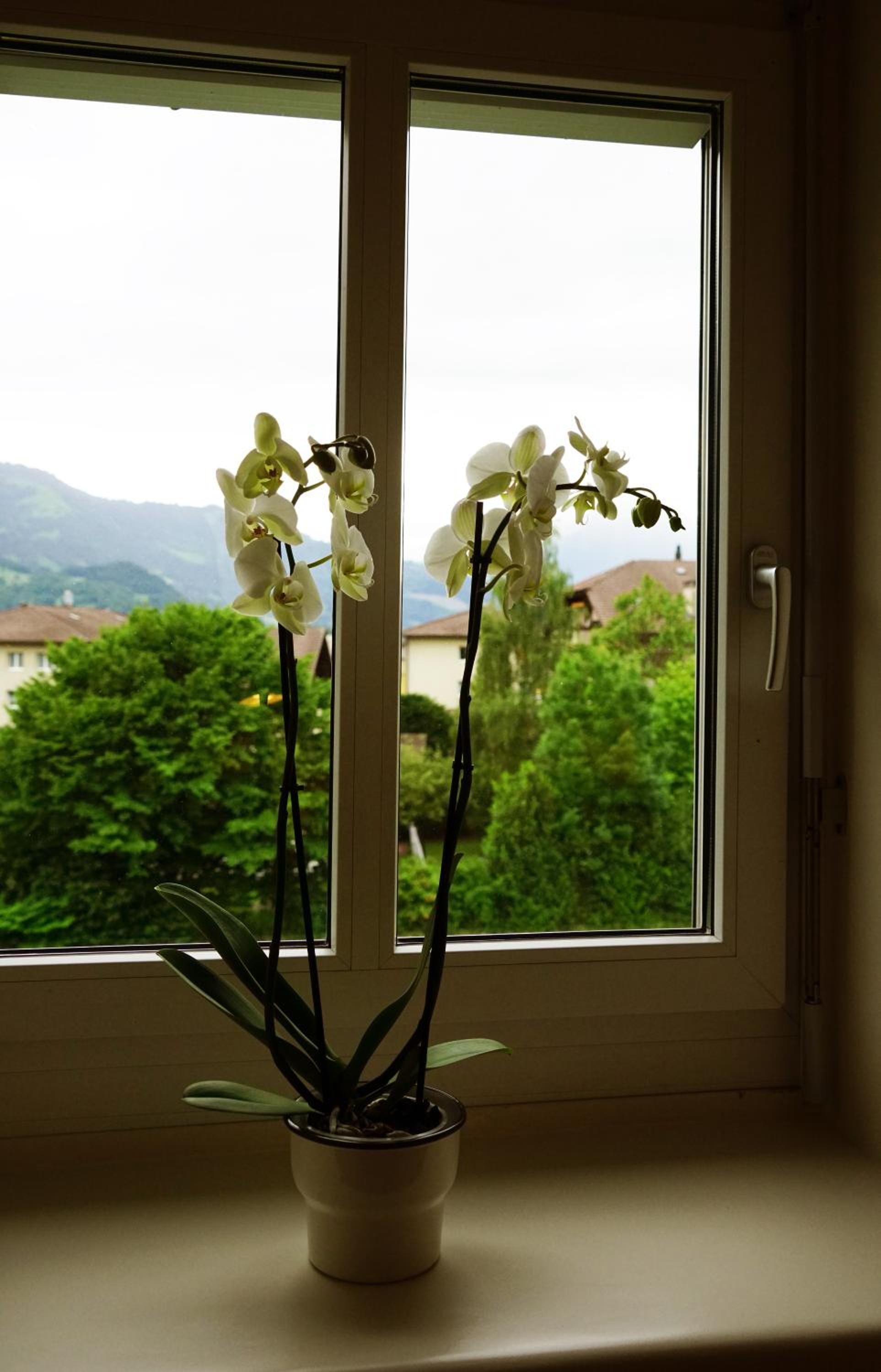 Adventure Vandrarhem Interlaken, Bild 5
